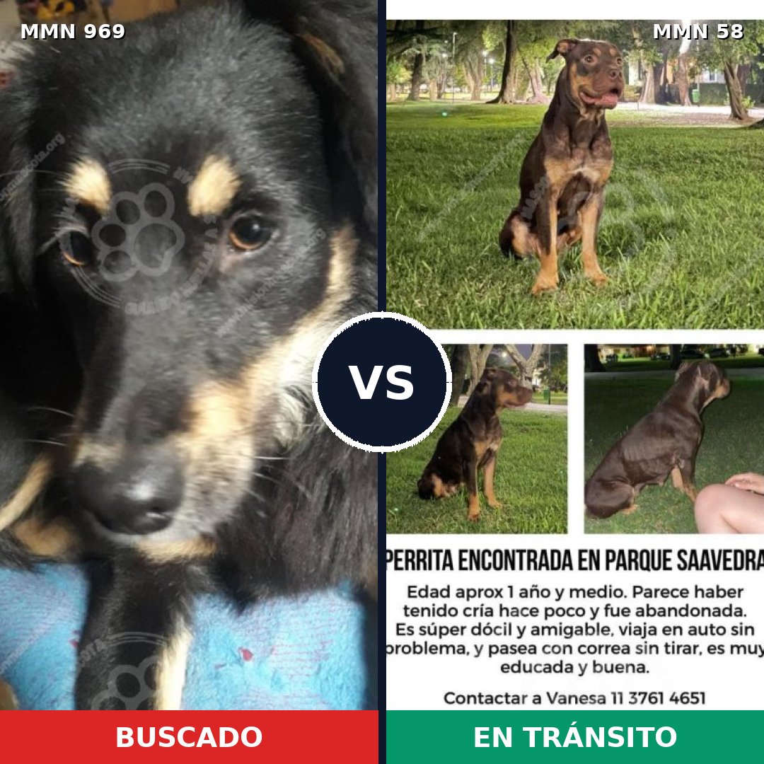 Comparativa MMS 15303: mascota perdida y mascota encontrada, 64% de similitud