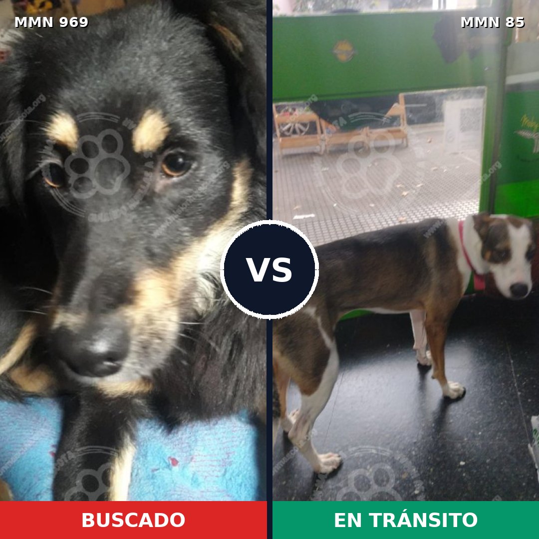 Comparativa MMS 15308: mascota perdida y mascota encontrada, 54% de similitud