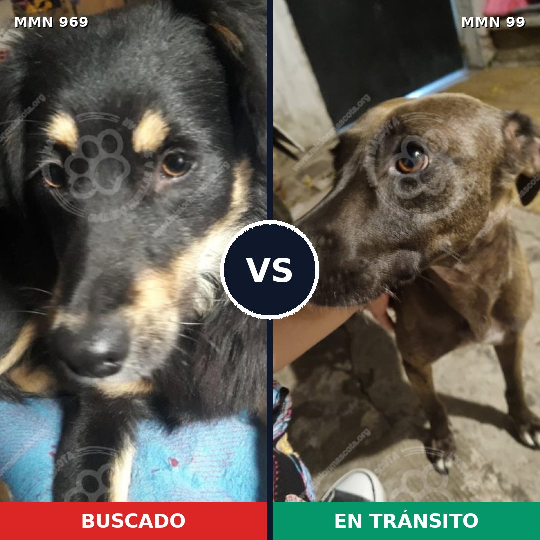 Comparativa MMS 15309: mascota perdida y mascota encontrada, 54% de similitud