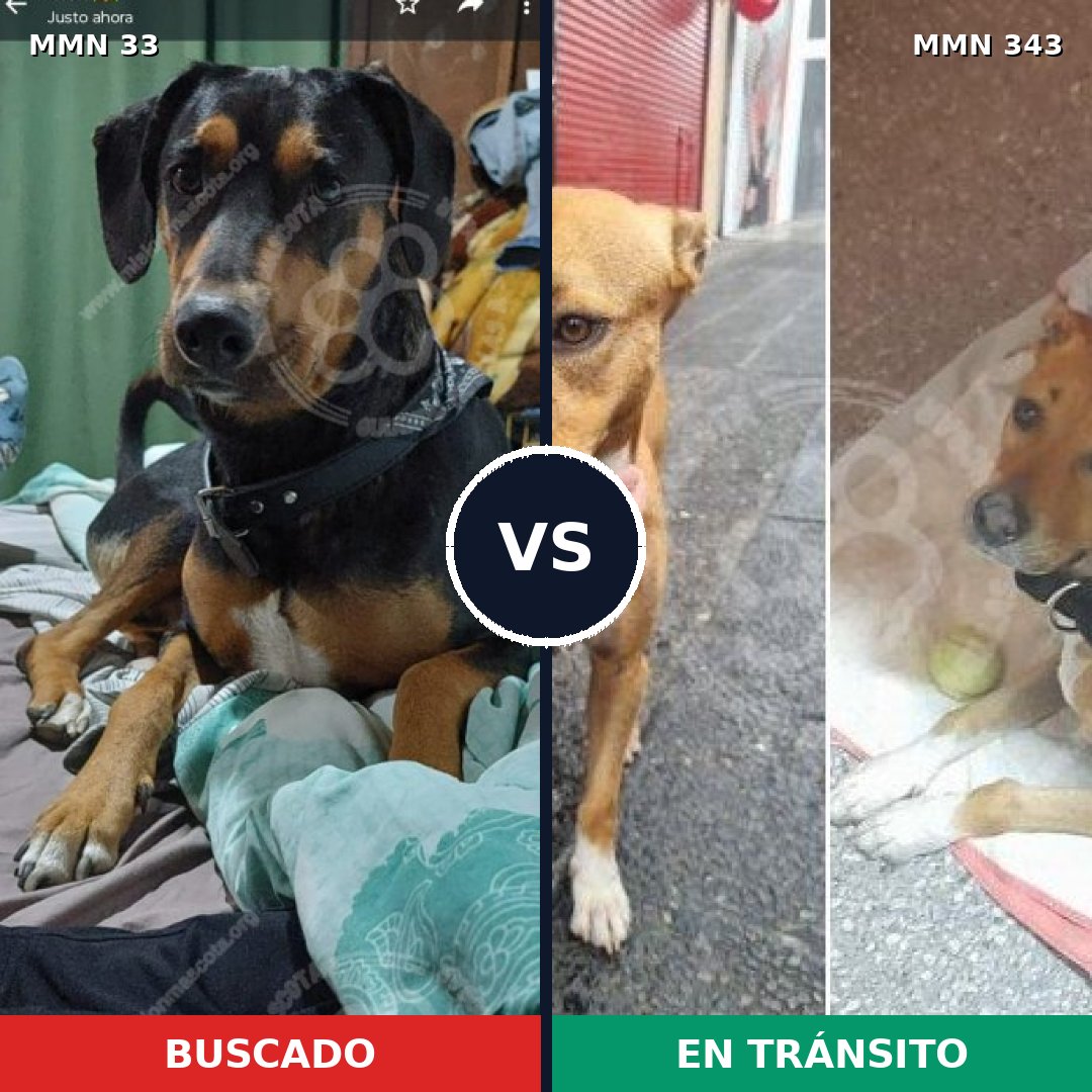 Comparativa MMS 1531: mascota perdida y mascota encontrada, 63% de similitud