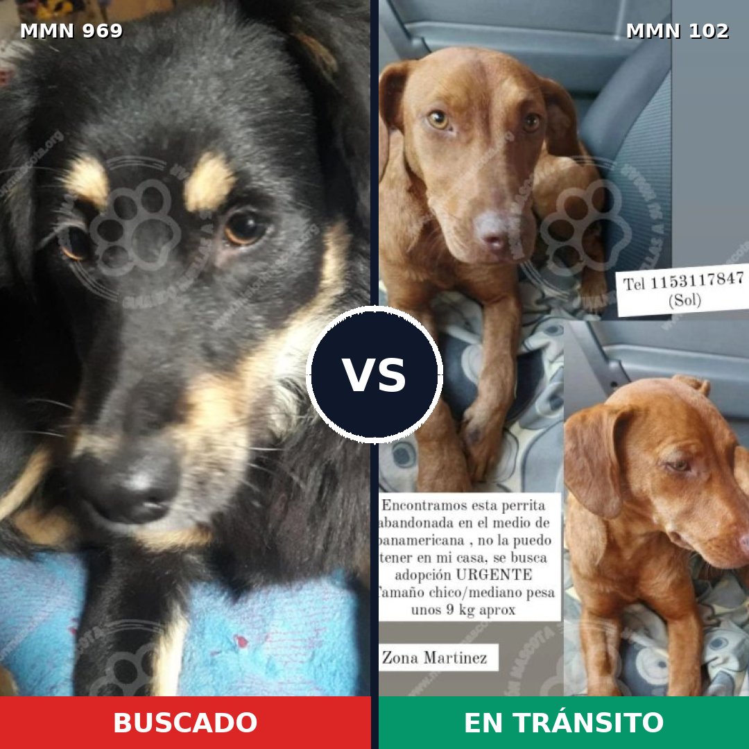 Comparativa MMS 15310: mascota perdida y mascota encontrada, 61% de similitud