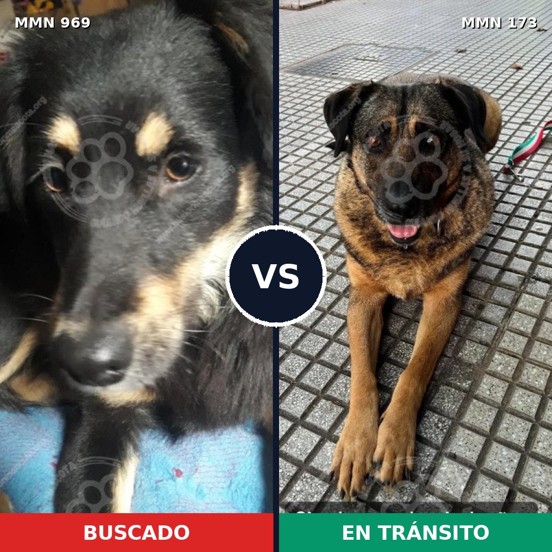 Comparativa MMS 15314: mascota perdida y mascota encontrada, 54% de similitud