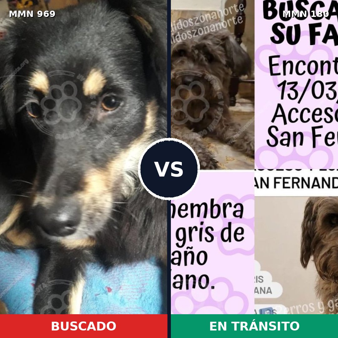 Comparativa MMS 15316: mascota perdida y mascota encontrada, 69% de similitud