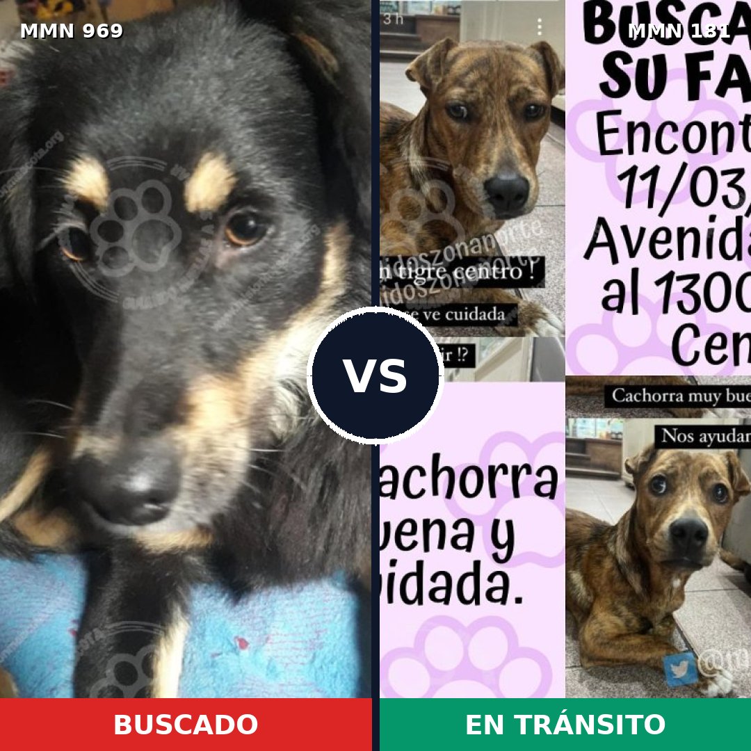 Comparativa MMS 15317: mascota perdida y mascota encontrada, 60% de similitud