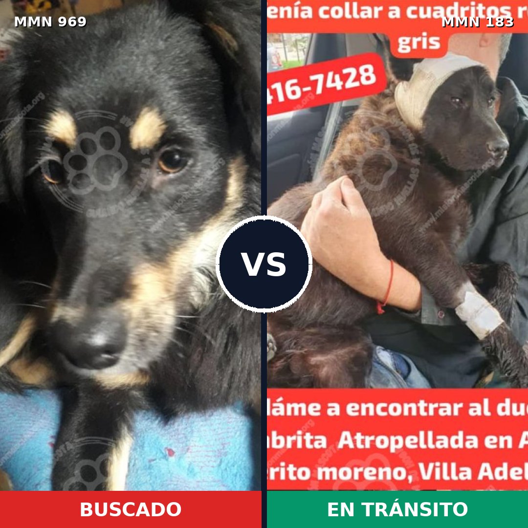 Comparativa MMS 15318: mascota perdida y mascota encontrada, 51% de similitud