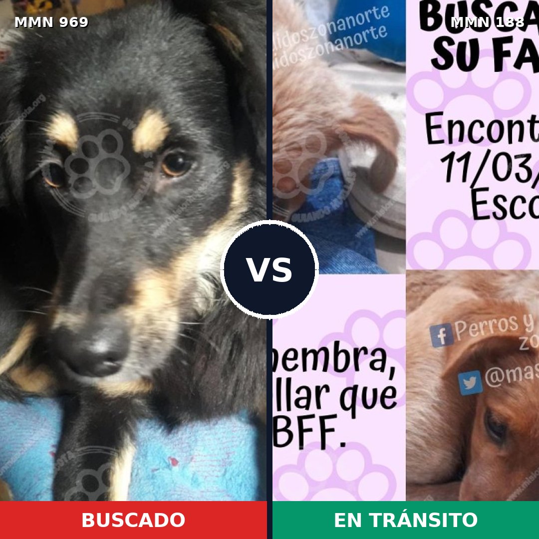 Comparativa MMS 15320: mascota perdida y mascota encontrada, 52% de similitud