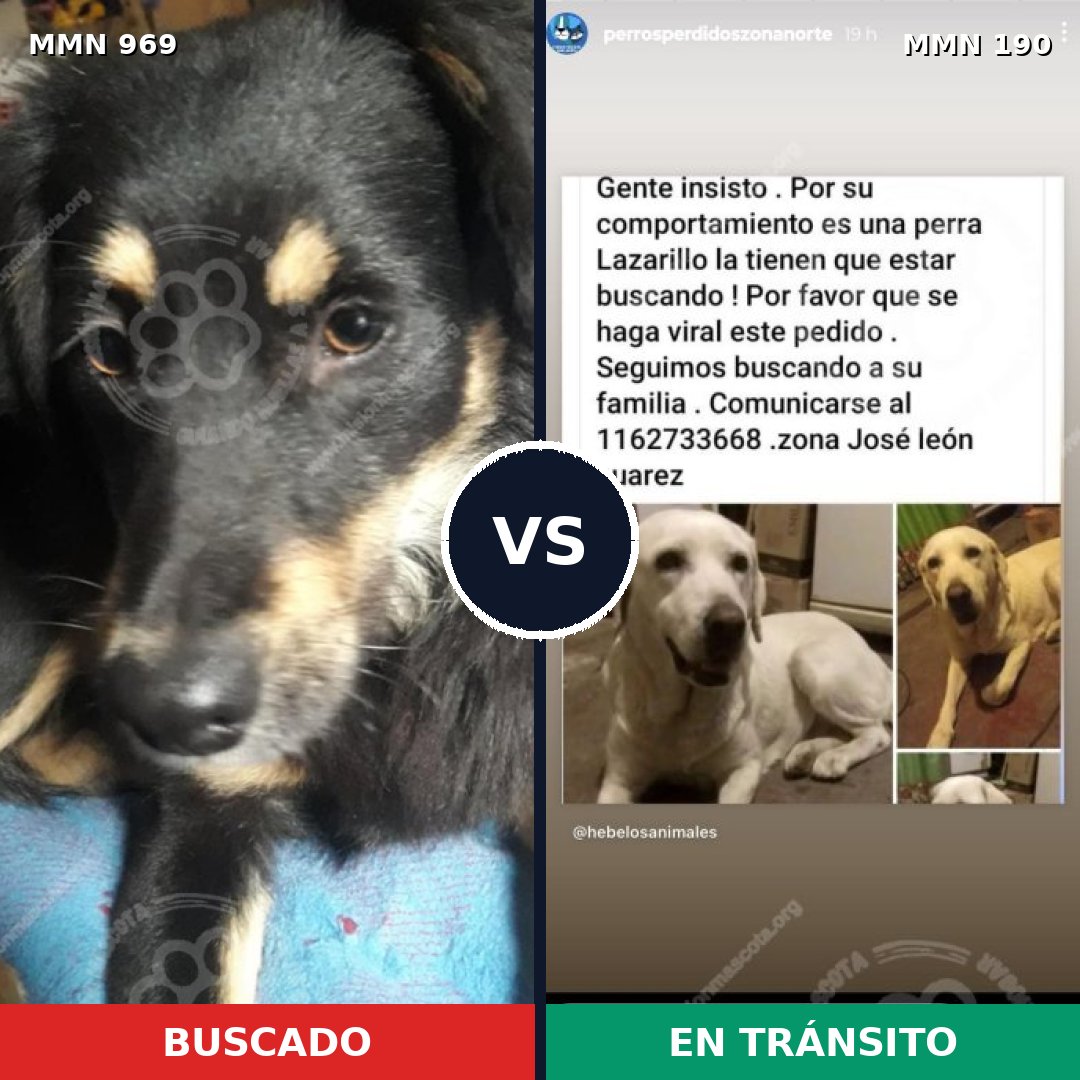Comparativa MMS 15321: mascota perdida y mascota encontrada, 37% de similitud