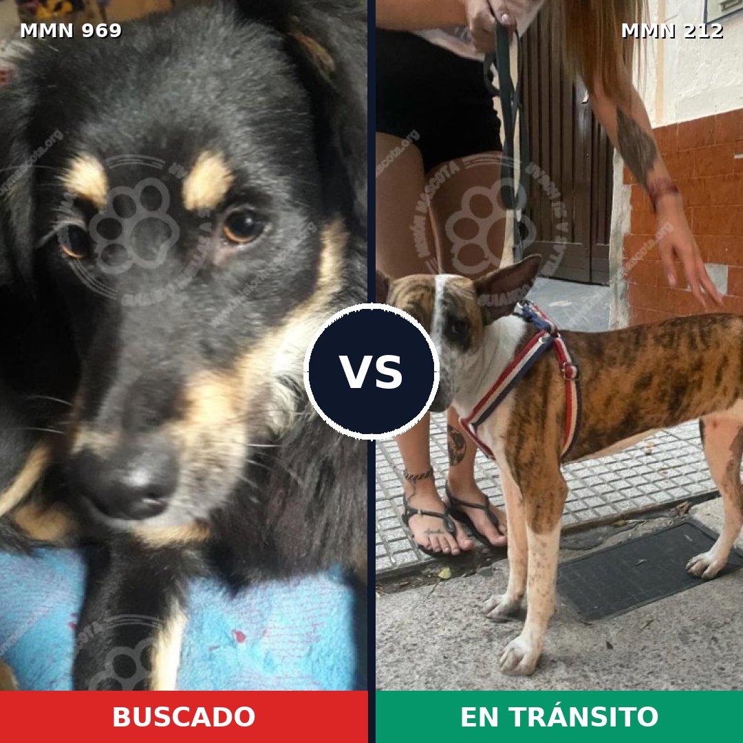 Comparativa MMS 15322: mascota perdida y mascota encontrada, 60% de similitud