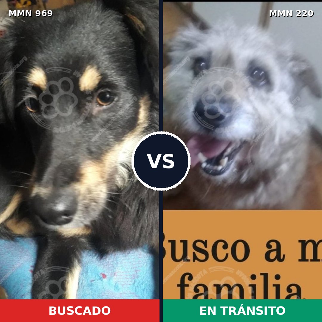 Comparativa MMS 15324: mascota perdida y mascota encontrada, 62% de similitud