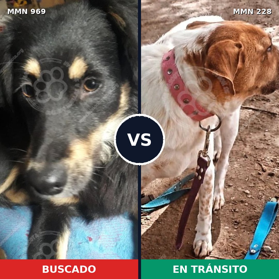 Comparativa MMS 15325: mascota perdida y mascota encontrada, 56% de similitud