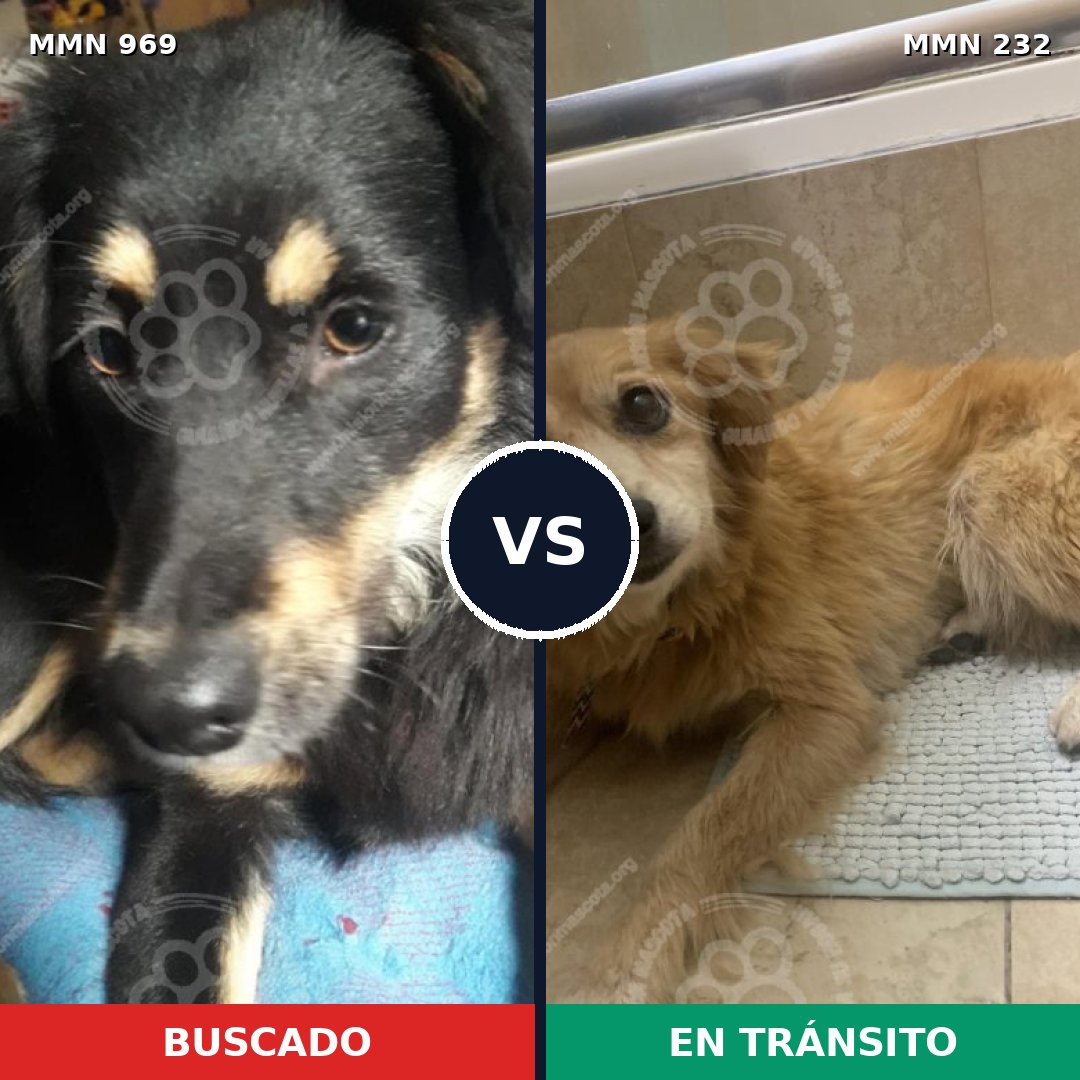 Comparativa MMS 15326: mascota perdida y mascota encontrada, 58% de similitud
