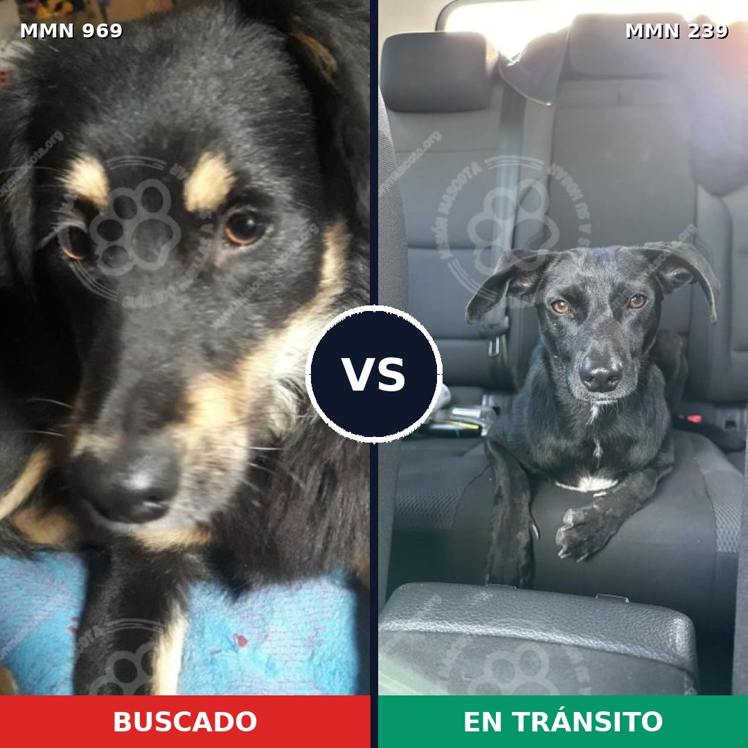 Comparativa MMS 15327: mascota perdida y mascota encontrada, 73% de similitud
