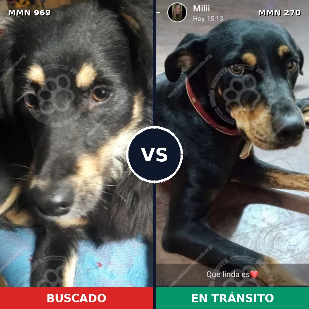 Comparativa MMS 15328: mascota perdida y mascota encontrada, 74% de similitud