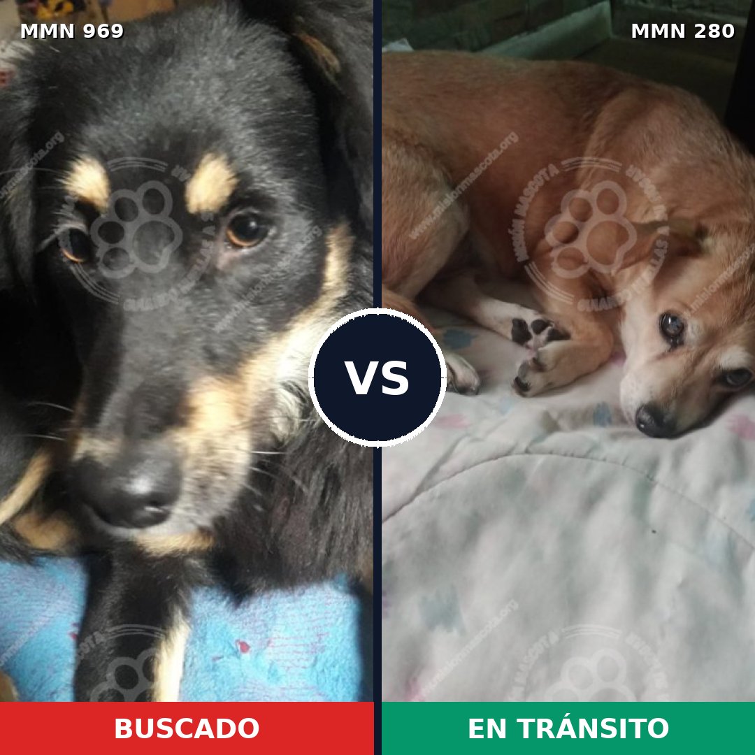 Comparativa MMS 15329: mascota perdida y mascota encontrada, 53% de similitud