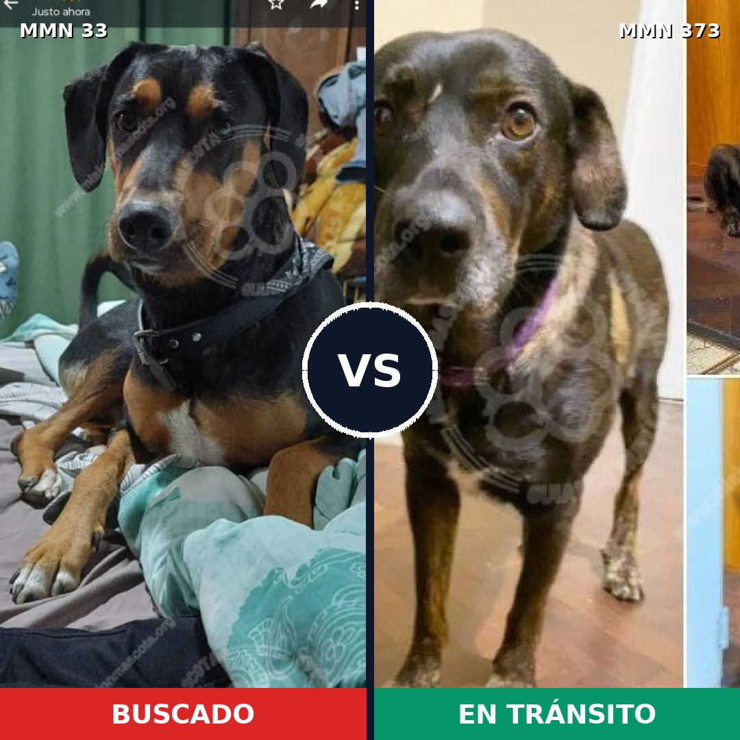 Comparativa MMS 1533: mascota perdida y mascota encontrada, 57% de similitud
