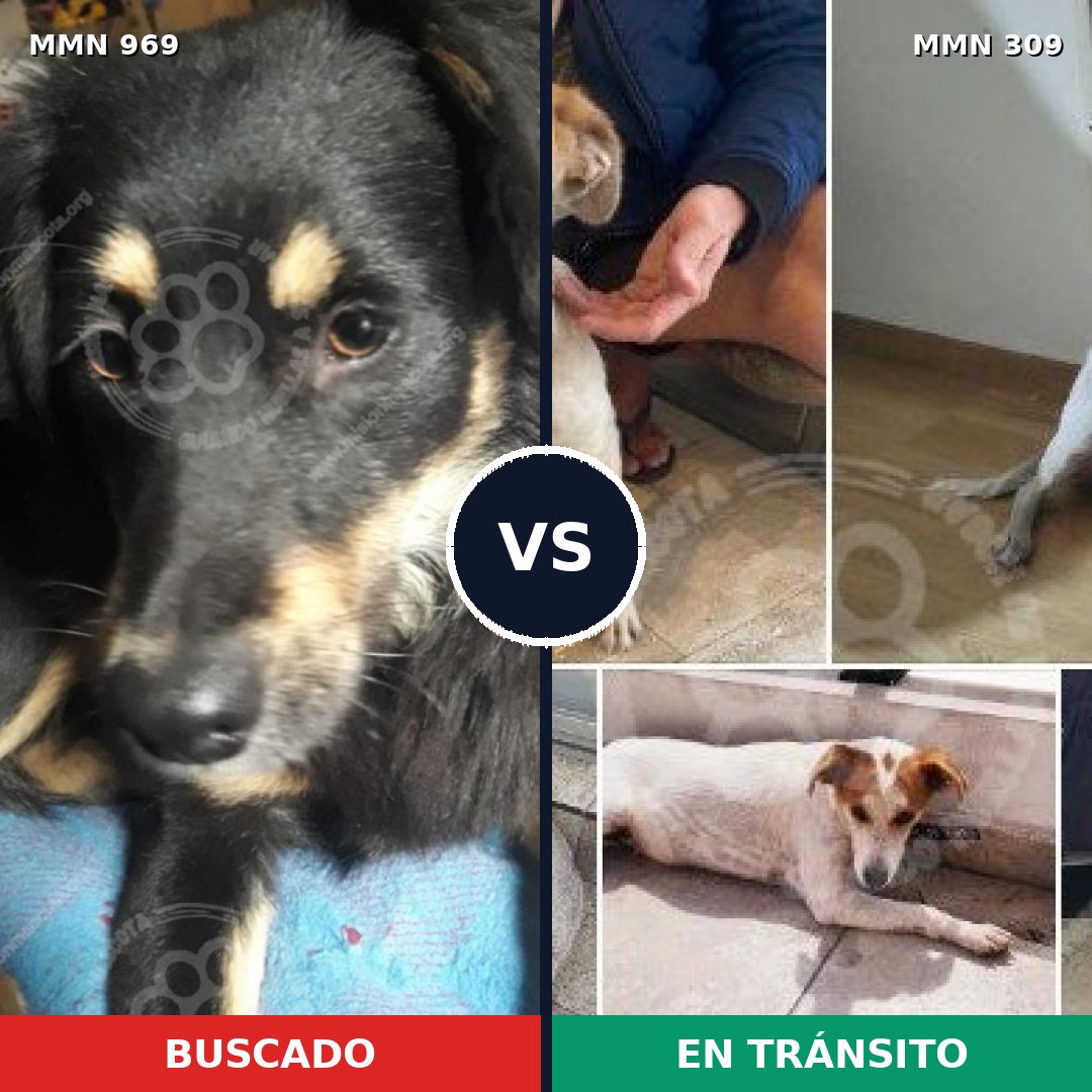 Comparativa MMS 15331: mascota perdida y mascota encontrada, 69% de similitud