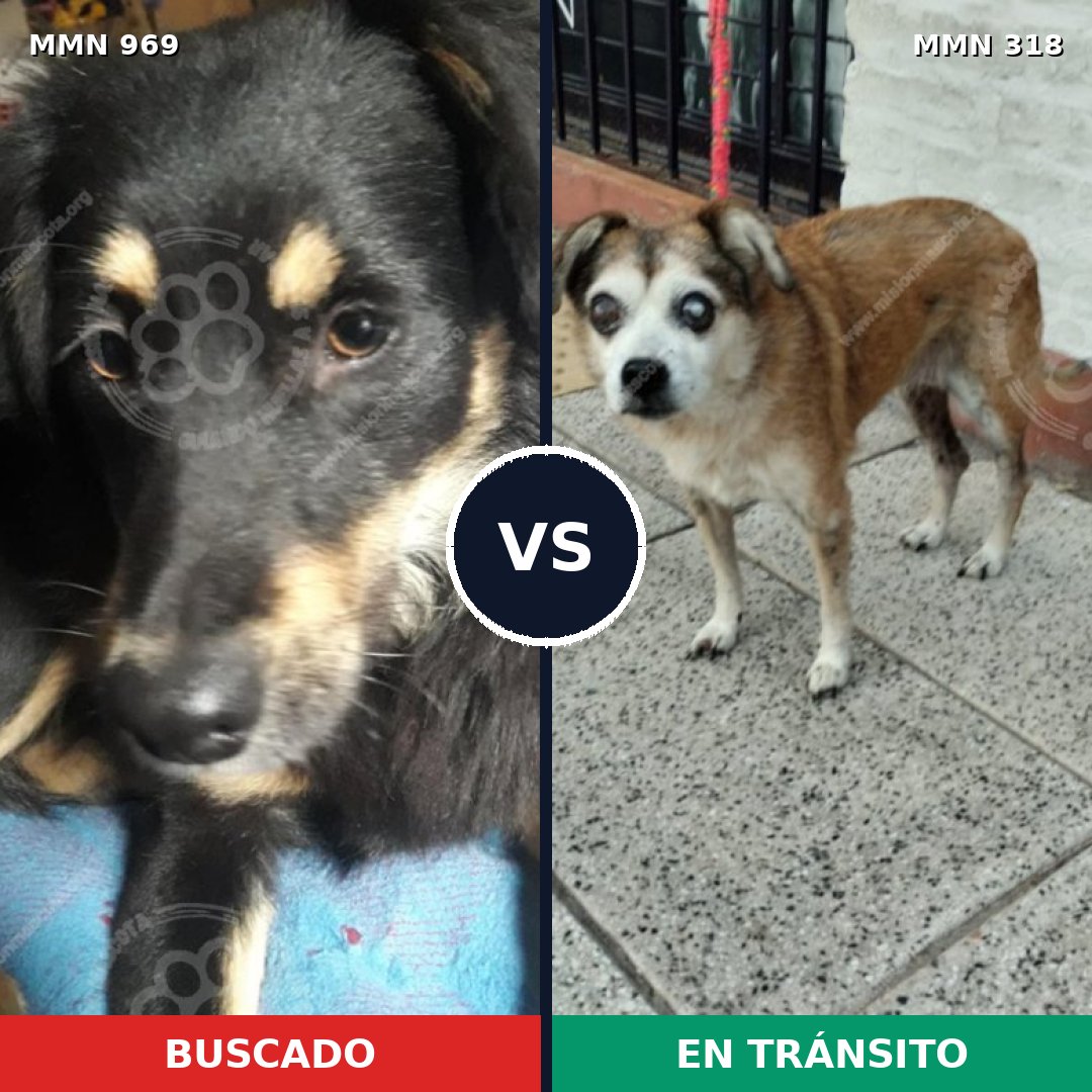 Comparativa MMS 15333: mascota perdida y mascota encontrada, 62% de similitud
