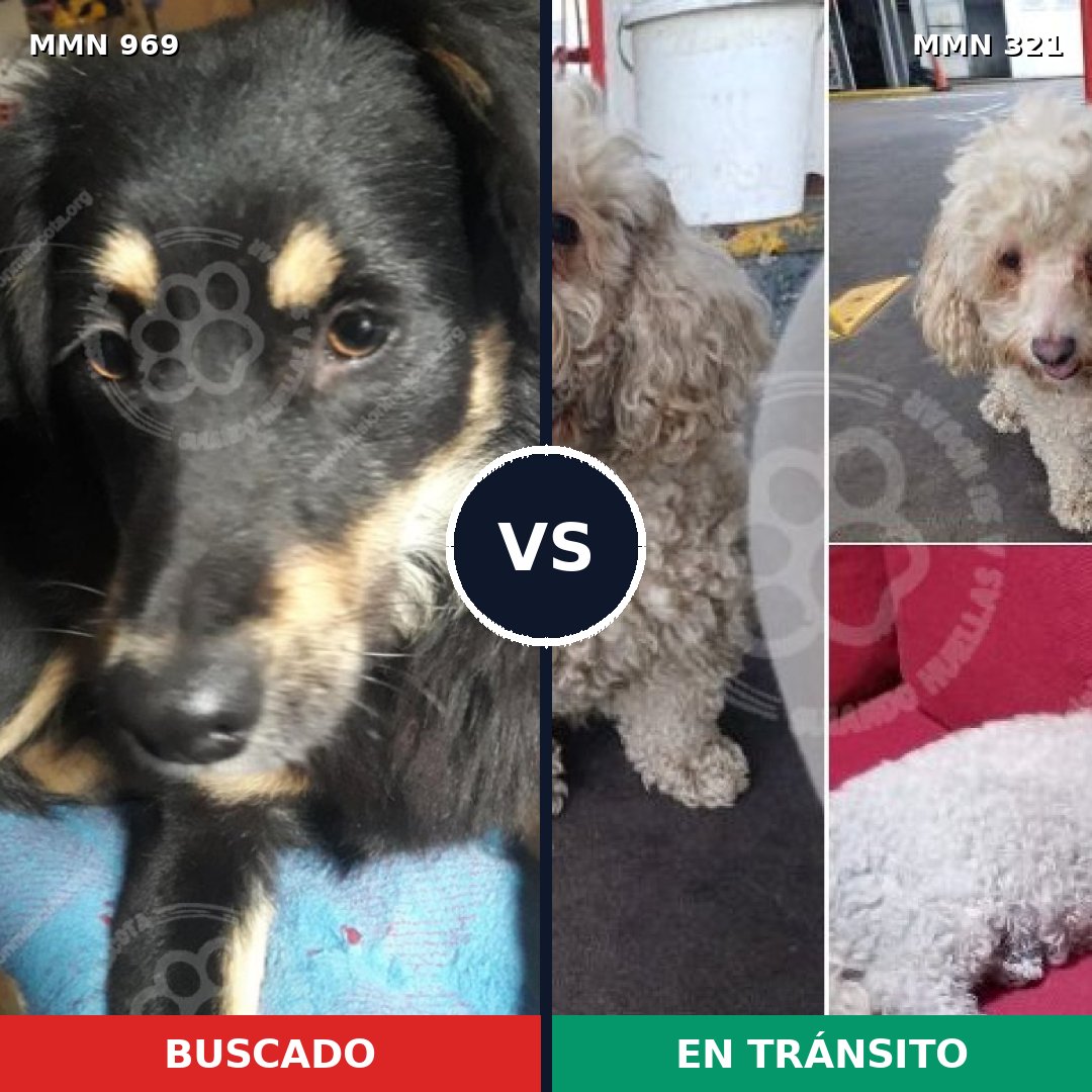 Comparativa MMS 15334: mascota perdida y mascota encontrada, 47% de similitud