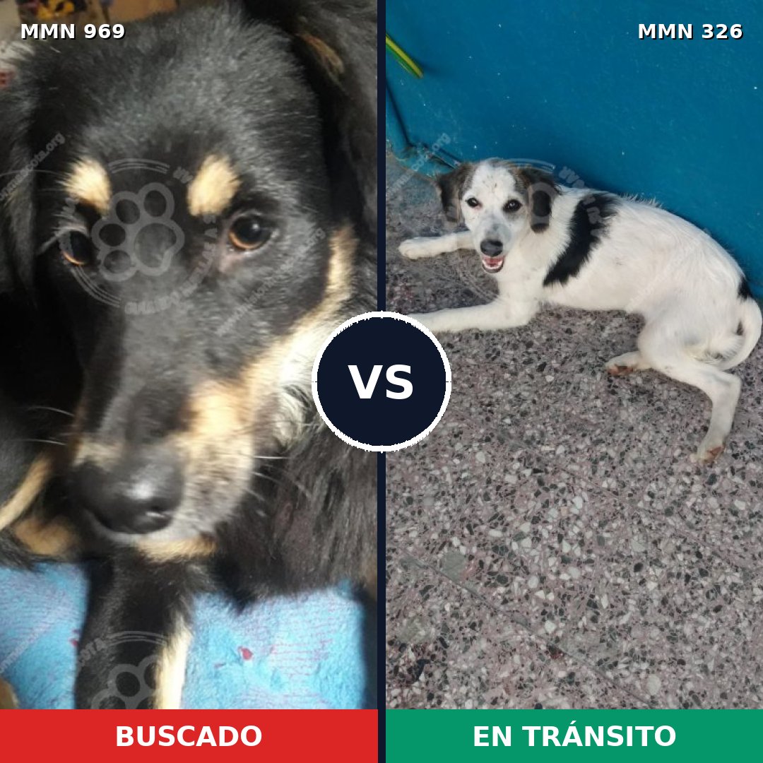 Comparativa MMS 15335: mascota perdida y mascota encontrada, 73% de similitud