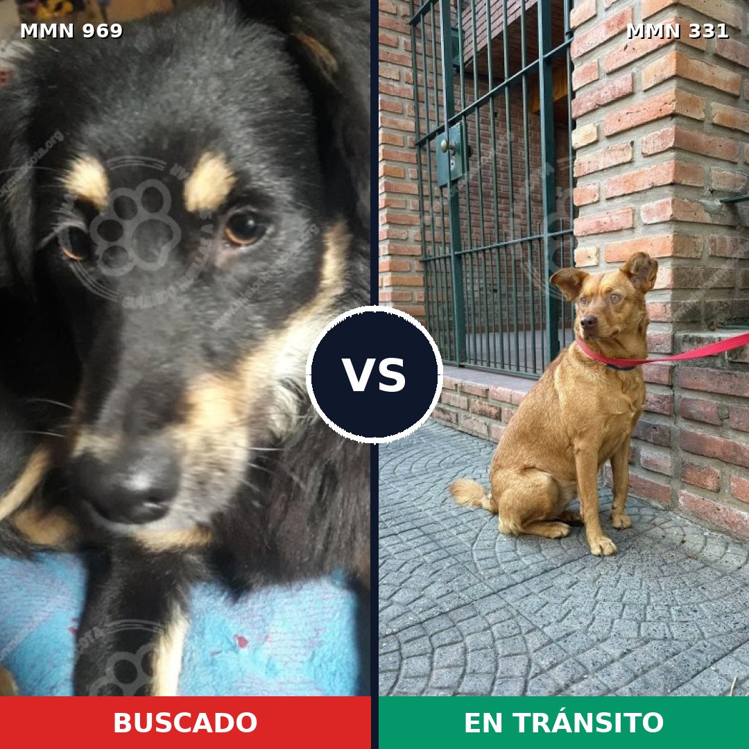 Comparativa MMS 15336: mascota perdida y mascota encontrada, 69% de similitud