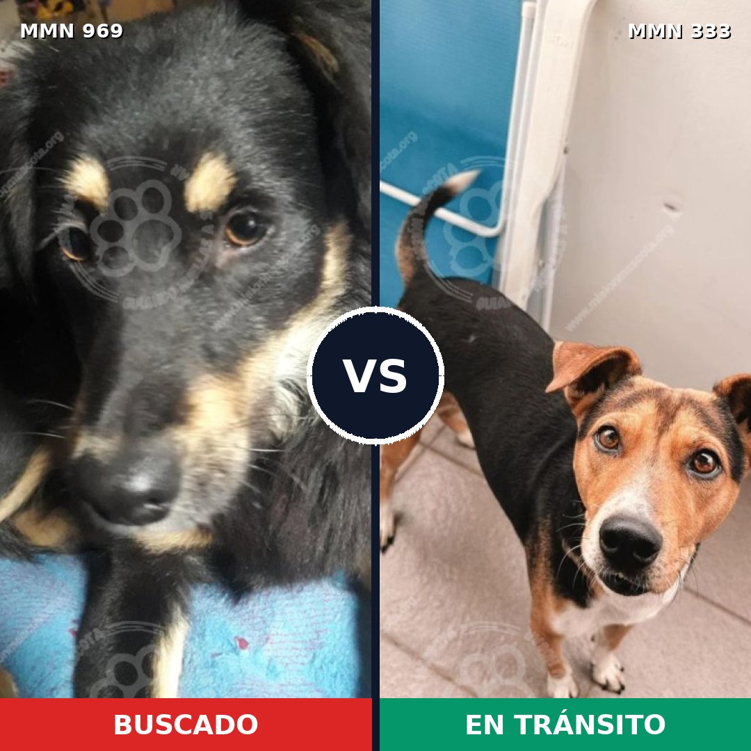Comparativa MMS 15337: mascota perdida y mascota encontrada, 84% de similitud