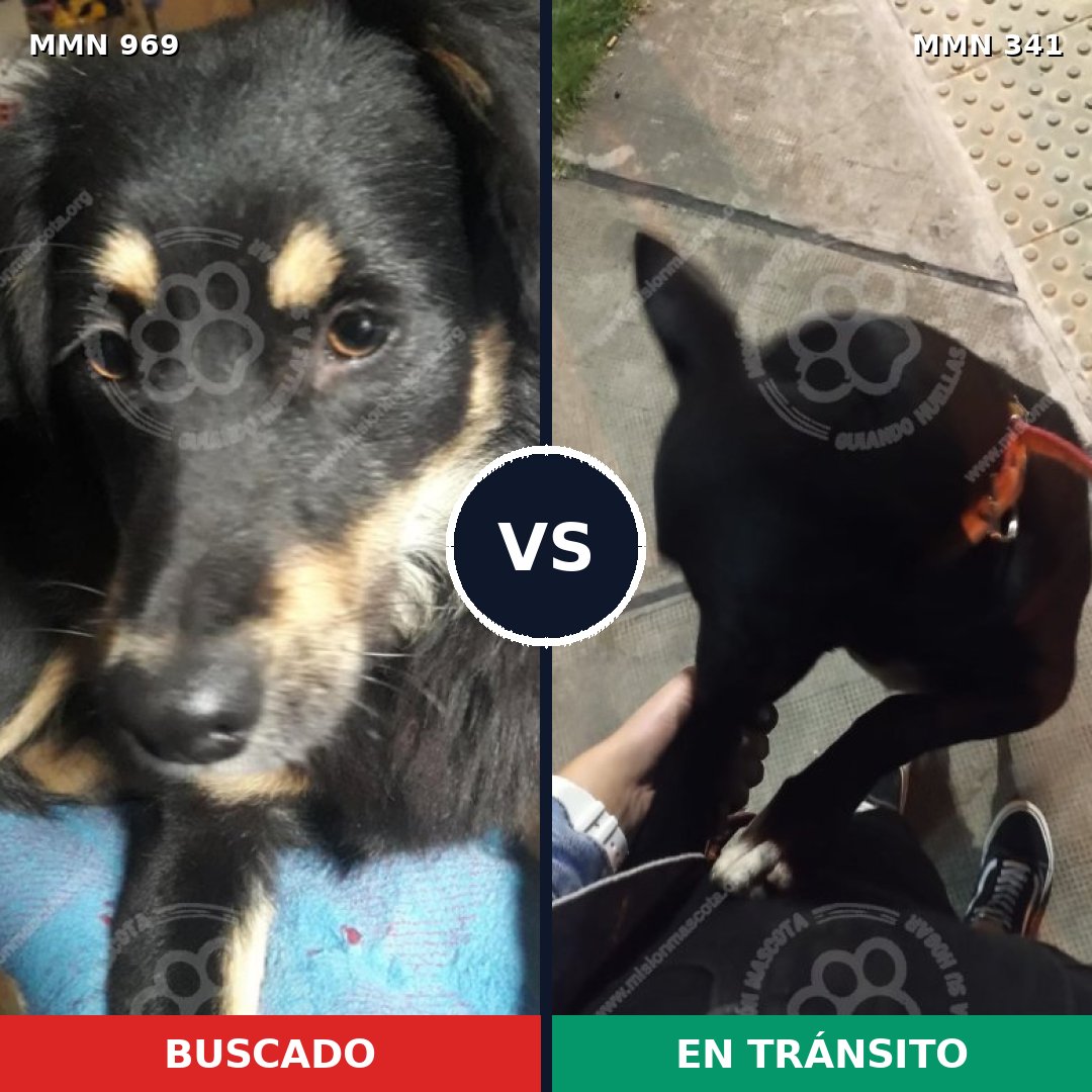 Comparativa MMS 15338: mascota perdida y mascota encontrada, 76% de similitud