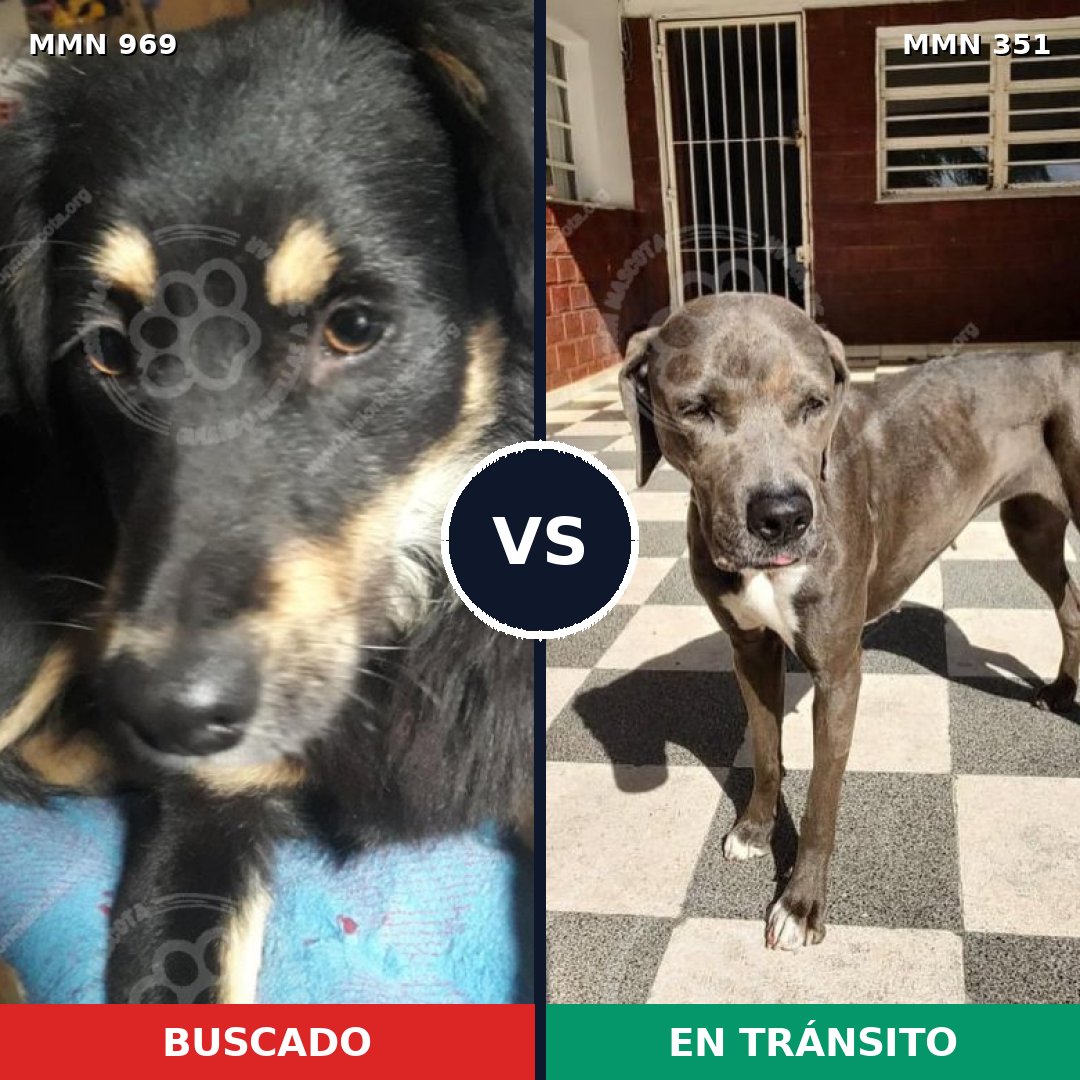 Comparativa MMS 15339: mascota perdida y mascota encontrada, 60% de similitud