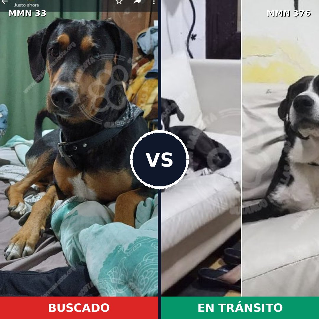 Comparativa MMS 1534: mascota perdida y mascota encontrada, 71% de similitud