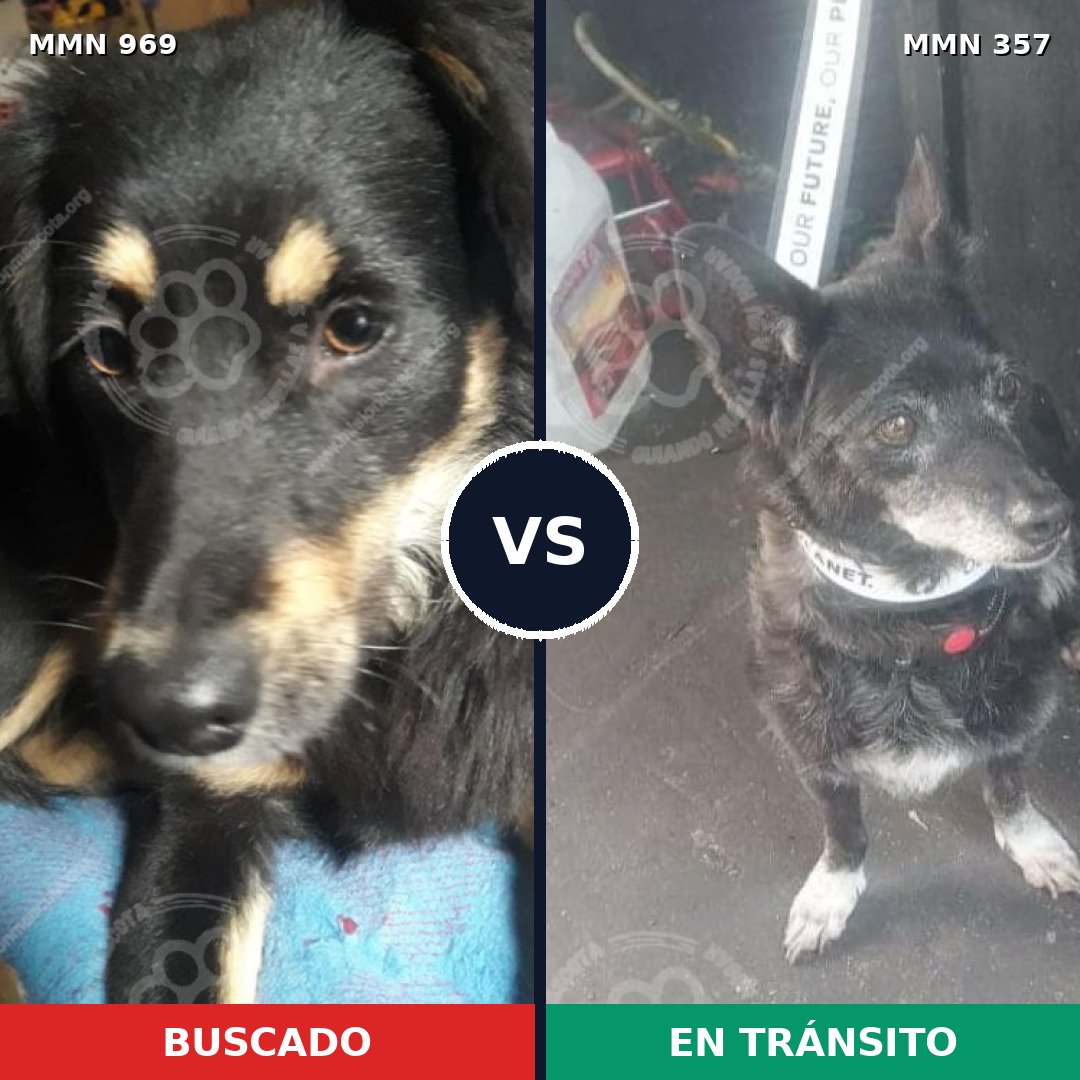 Comparativa MMS 15341: mascota perdida y mascota encontrada, 77% de similitud