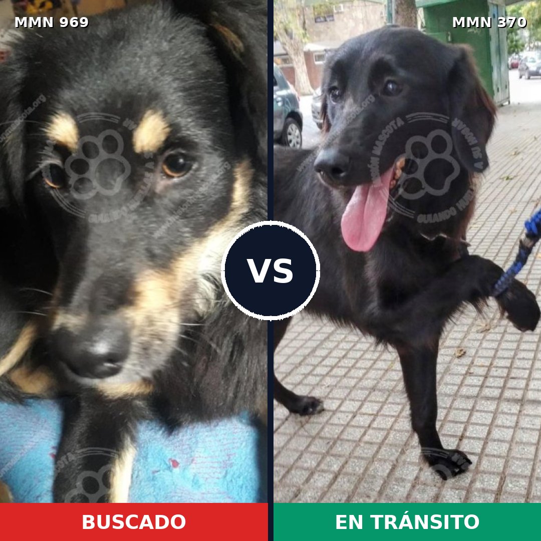 Comparativa MMS 15342: mascota perdida y mascota encontrada, 77% de similitud