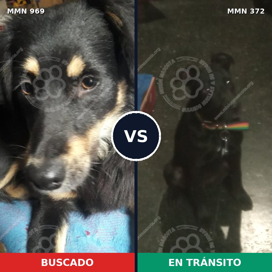 Comparativa MMS 15343: mascota perdida y mascota encontrada, 76% de similitud