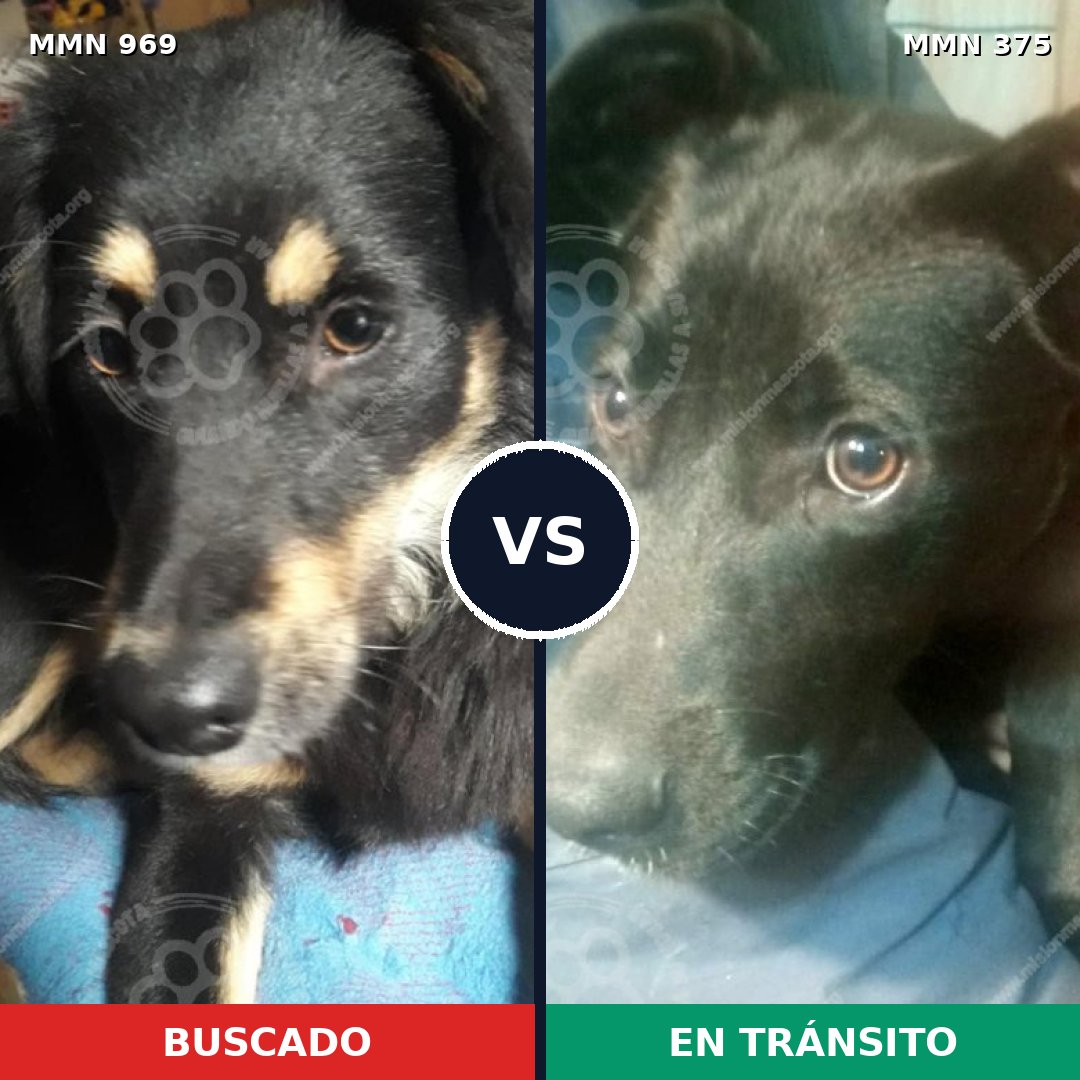 Comparativa MMS 15344: mascota perdida y mascota encontrada, 75% de similitud