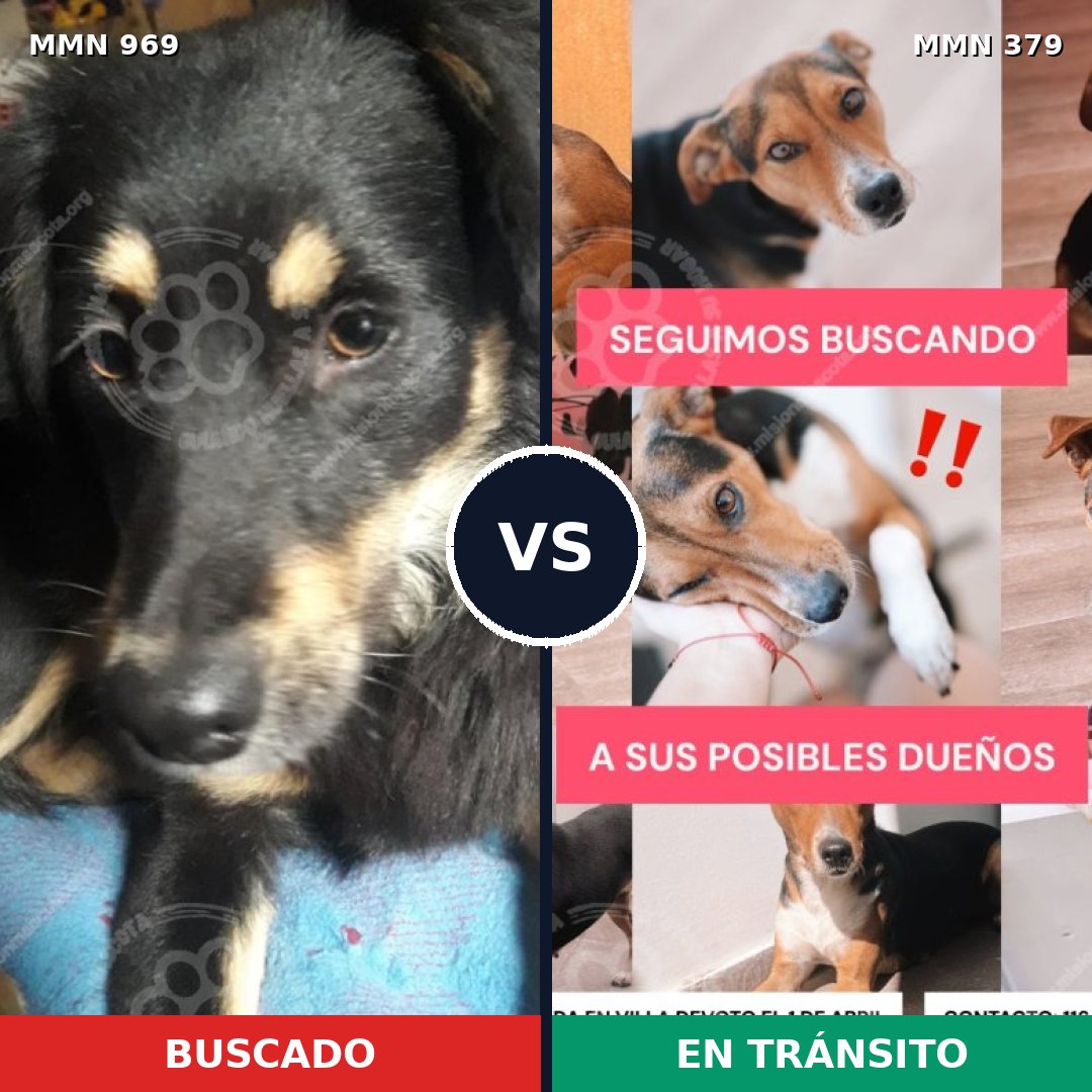 Comparativa MMS 15345: mascota perdida y mascota encontrada, 76% de similitud