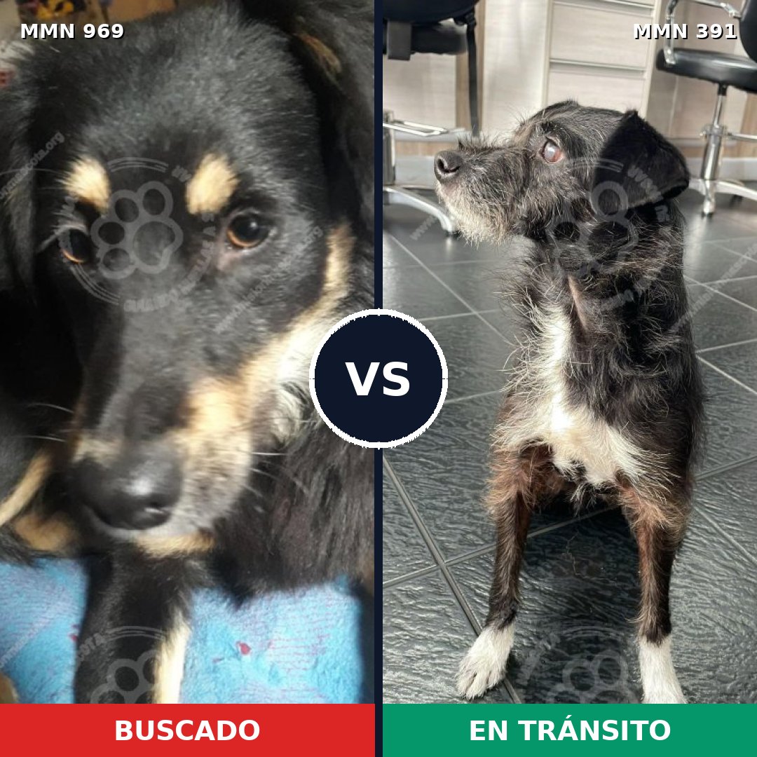 Comparativa MMS 15346: mascota perdida y mascota encontrada, 78% de similitud