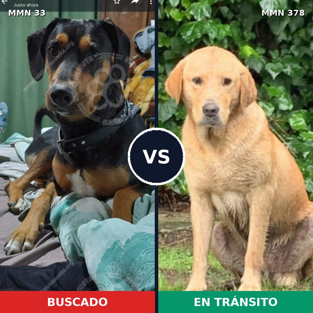 Comparativa MMS 1535: mascota perdida y mascota encontrada, 40% de similitud