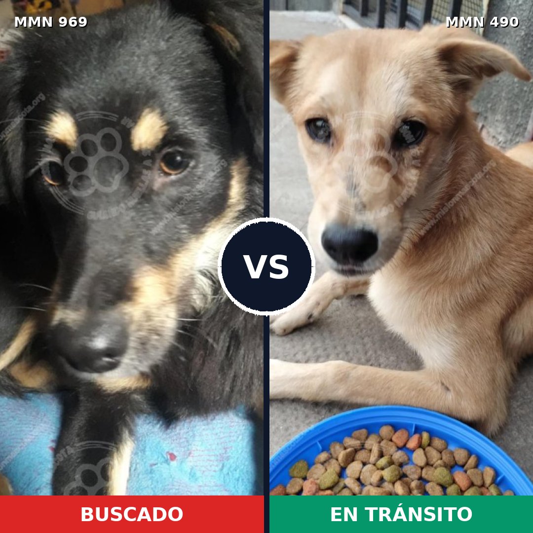 Comparativa MMS 15351: mascota perdida y mascota encontrada, 59% de similitud