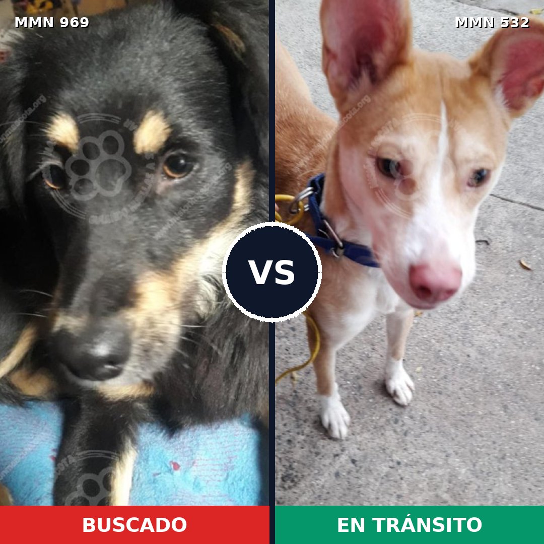 Comparativa MMS 15352: mascota perdida y mascota encontrada, 67% de similitud