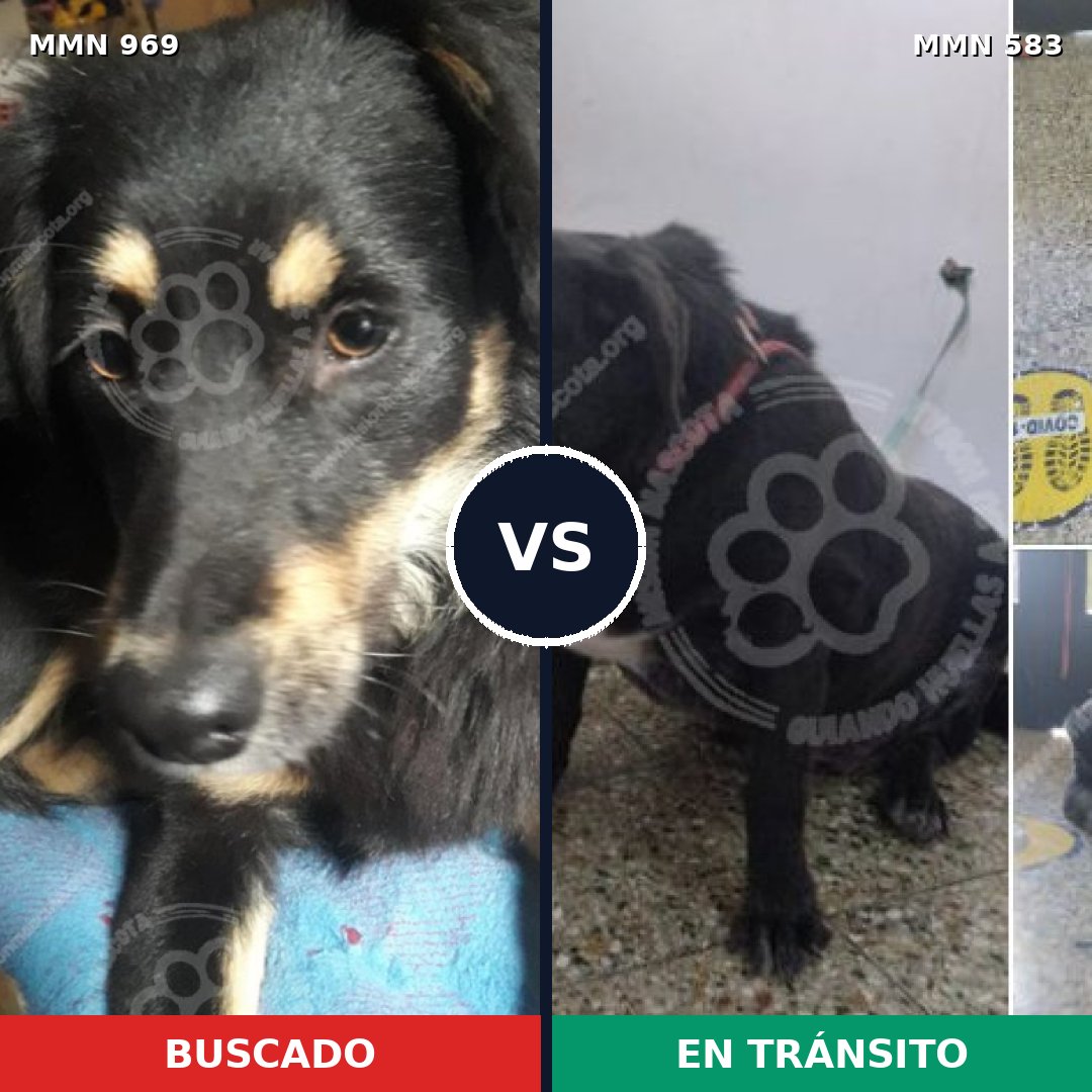 Comparativa MMS 15353: mascota perdida y mascota encontrada, 77% de similitud