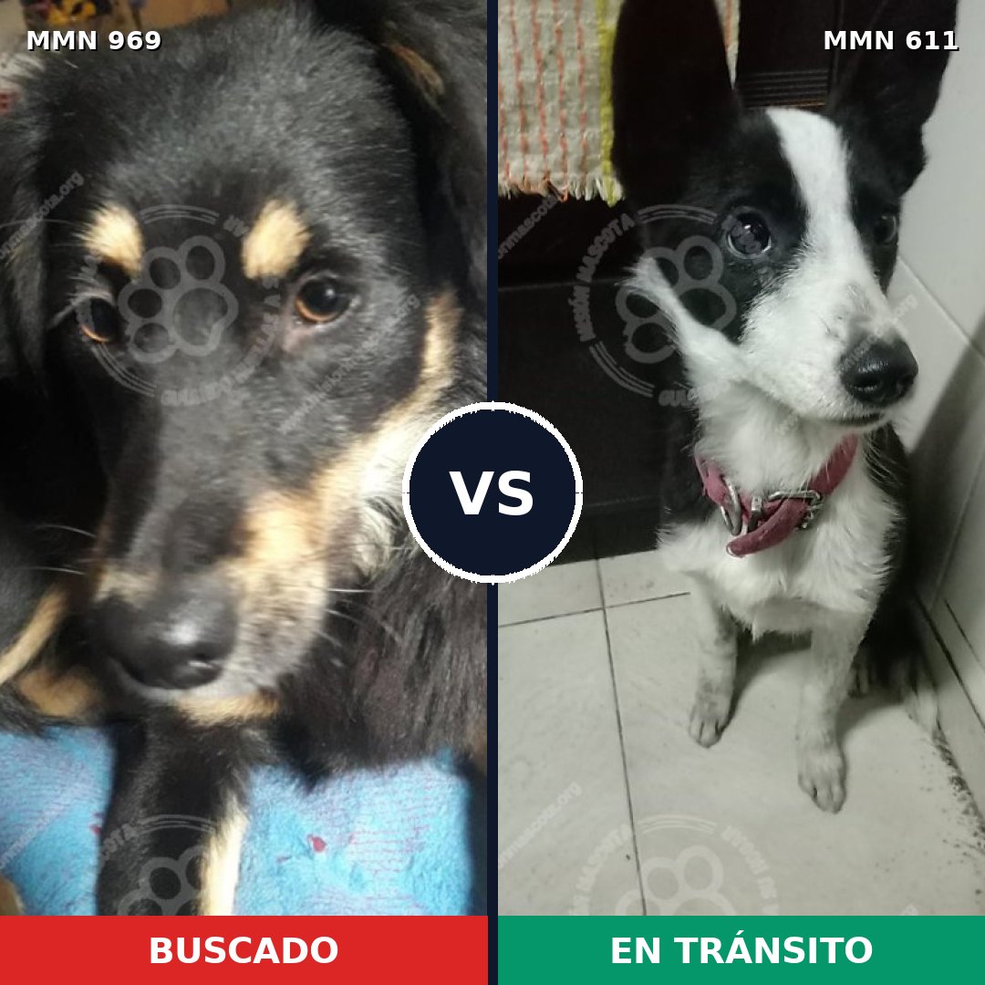 Comparativa MMS 15356: mascota perdida y mascota encontrada, 77% de similitud