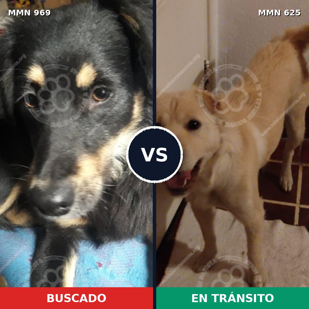 Comparativa MMS 15357: mascota perdida y mascota encontrada, 72% de similitud