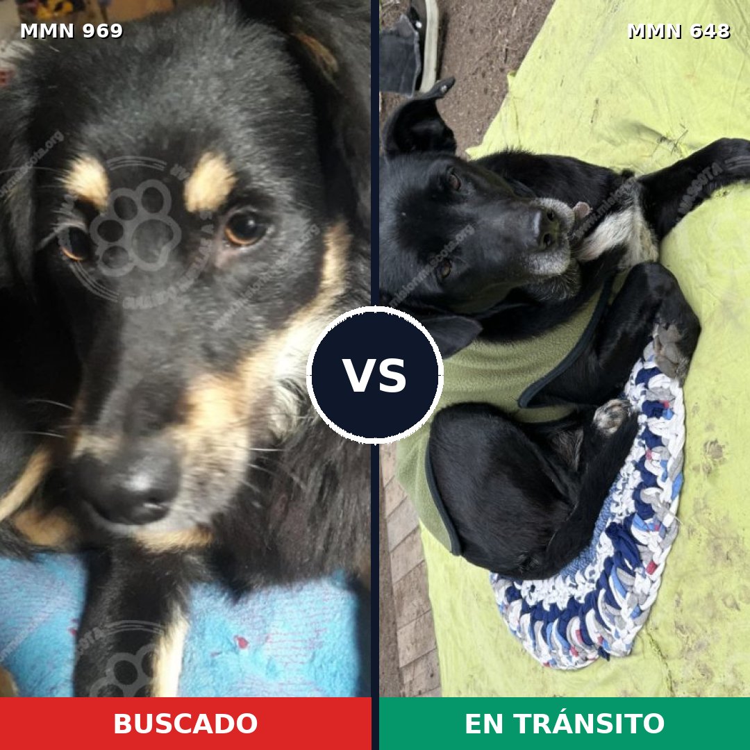 Comparativa MMS 15358: mascota perdida y mascota encontrada, 53% de similitud