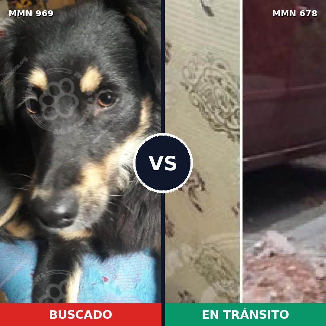 Comparativa MMS 15359: mascota perdida y mascota encontrada, 79% de similitud