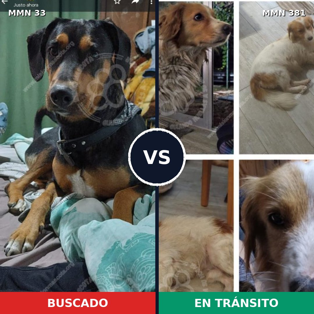 Comparativa MMS 1536: mascota perdida y mascota encontrada, 61% de similitud