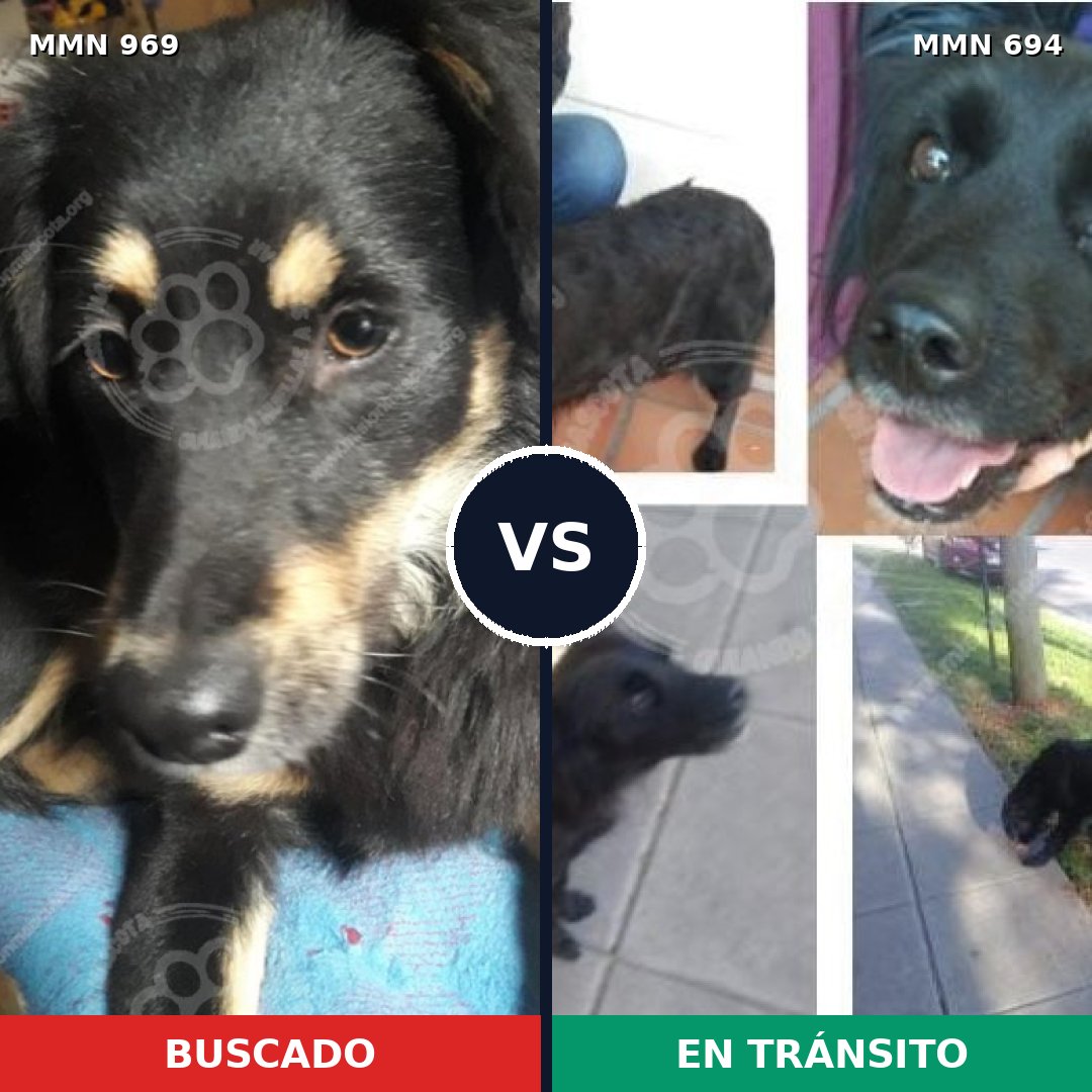 Comparativa MMS 15360: mascota perdida y mascota encontrada, 77% de similitud