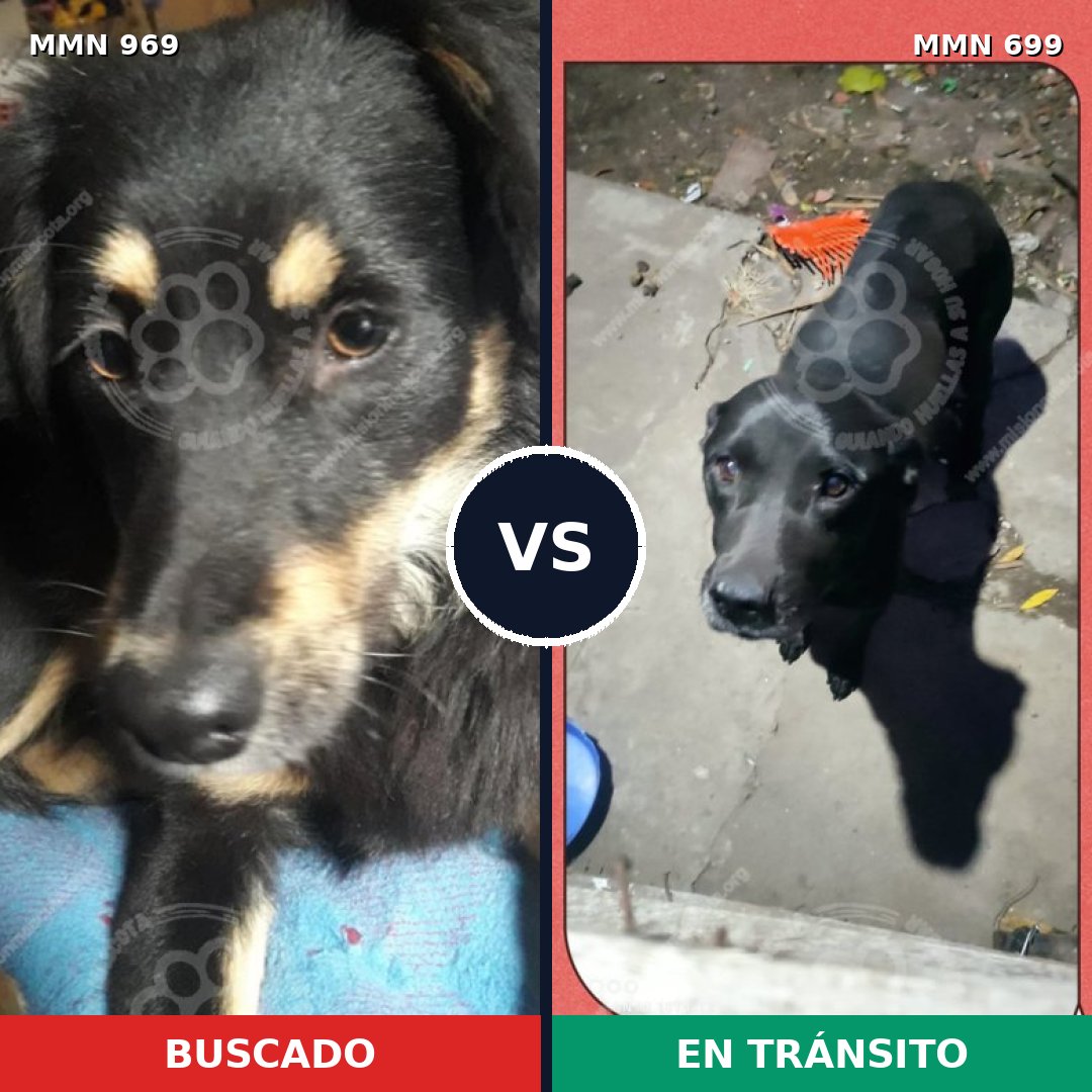 Comparativa MMS 15362: mascota perdida y mascota encontrada, 38% de similitud