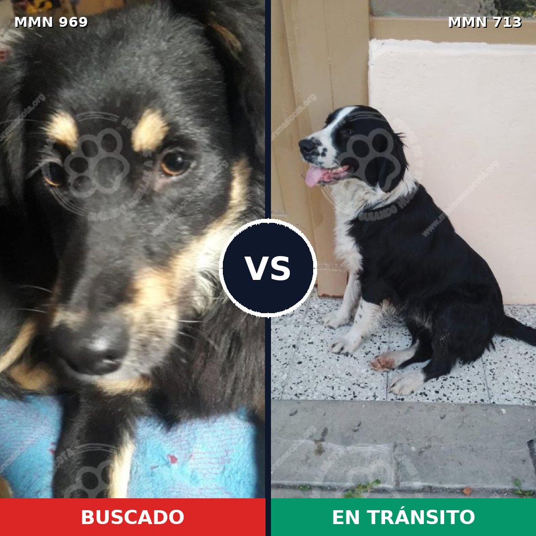 Comparativa MMS 15363: mascota perdida y mascota encontrada, 78% de similitud