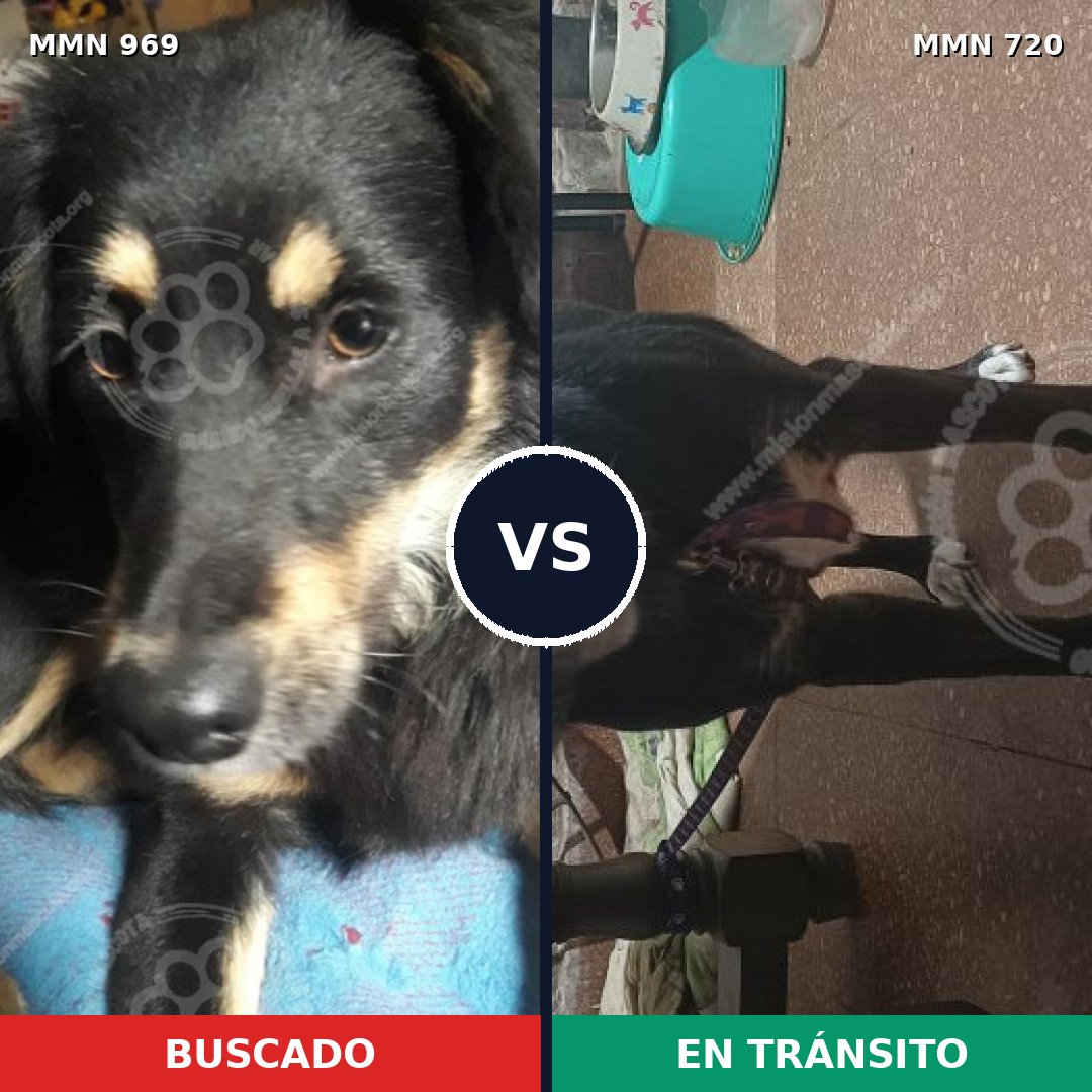 Comparativa MMS 15364: mascota perdida y mascota encontrada, 76% de similitud