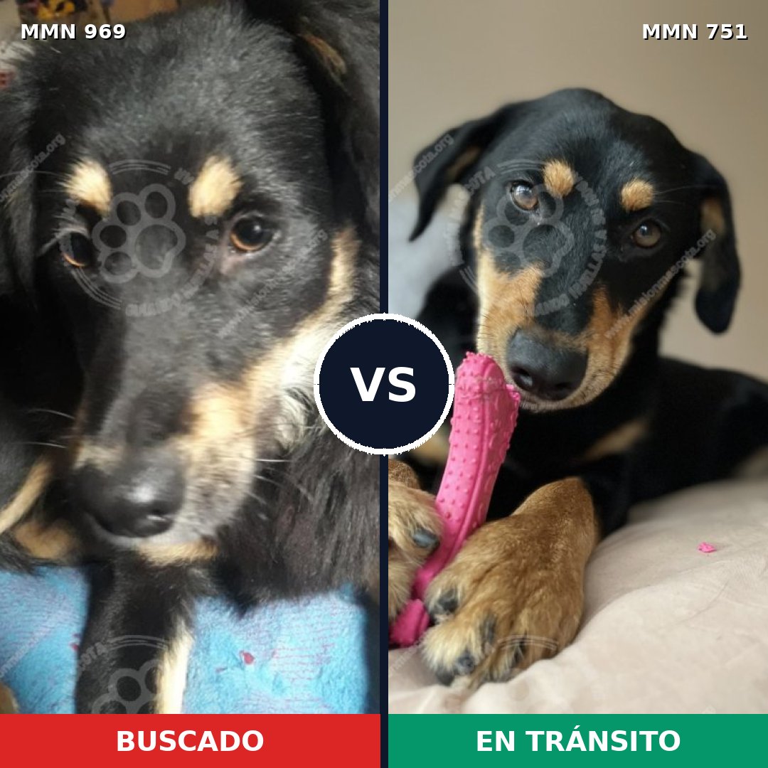 Comparativa MMS 15365: mascota perdida y mascota encontrada, 51% de similitud