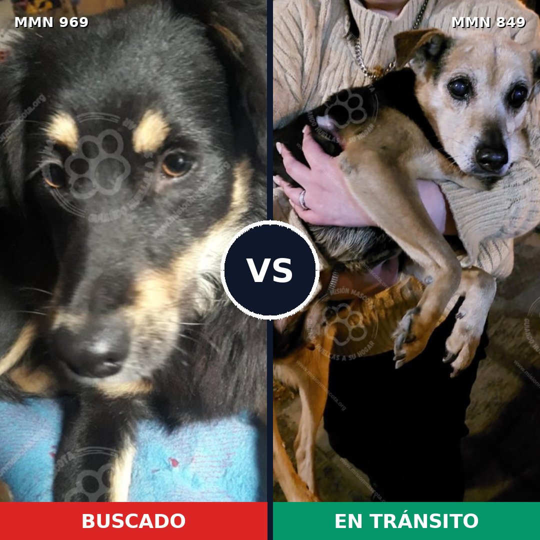 Comparativa MMS 15366: mascota perdida y mascota encontrada, 53% de similitud