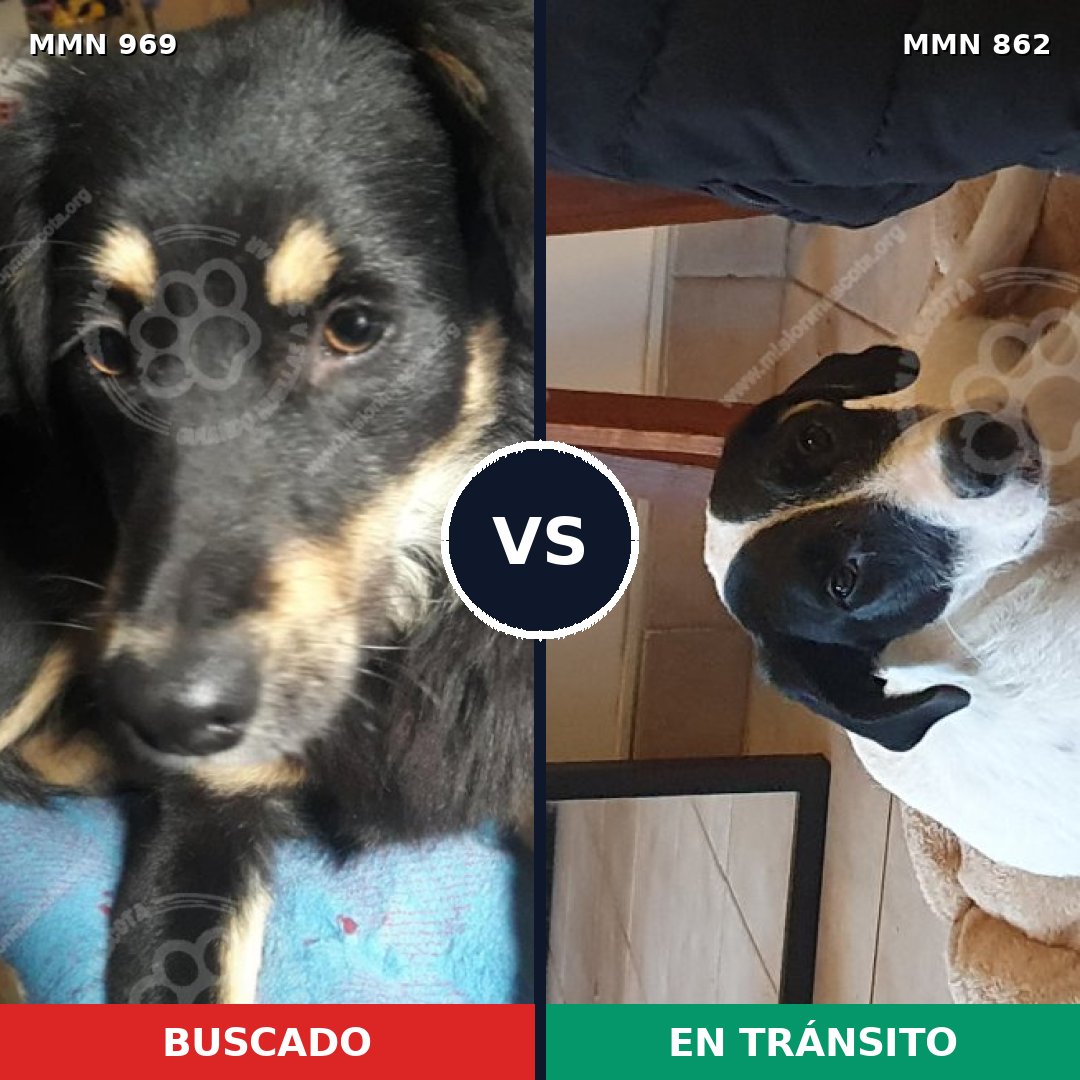 Comparativa MMS 15367: mascota perdida y mascota encontrada, 44% de similitud